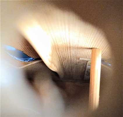 Interior voilín 1