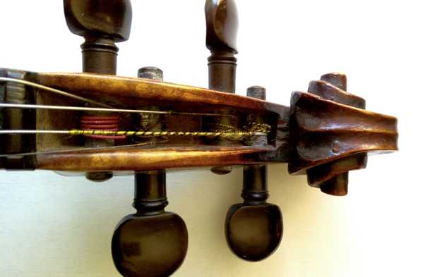 voluta 1