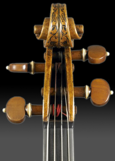 voluta Stradivarius Hellier voluta Stradivarius Hellier