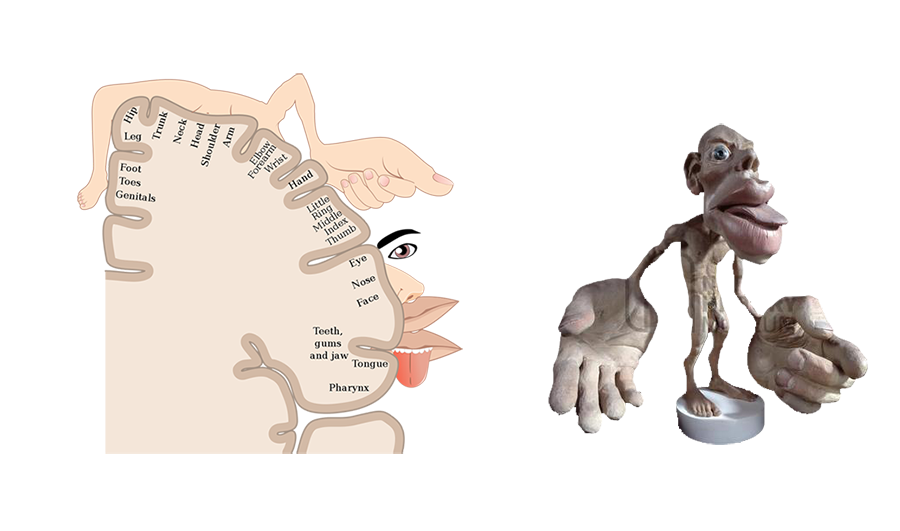 representación del homunculus