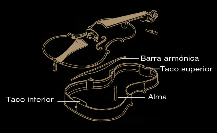 Anatomía de un violín